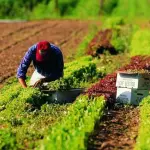 Quanto ne sappiamo sul lavoro agricolo?