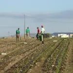 Lavoratori stagionali: chi sono e cosa cambia per loro