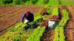 Lavoro agricolo